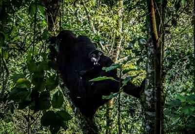 Rwanda mountain gorillas safari