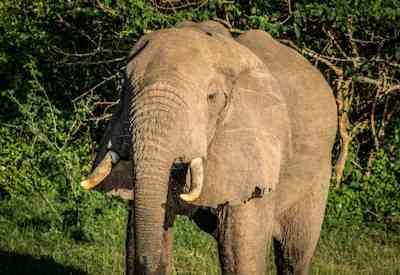 Akagera National Park