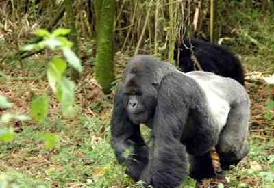 Family of Mountain Gorillas