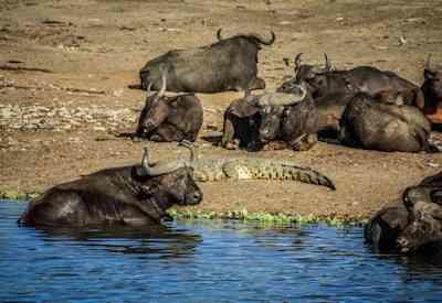 Kabalega Wilderness Lodge