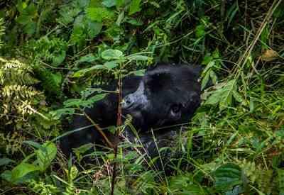Uganda Mountain Gorillas