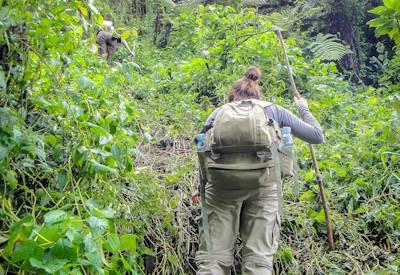 Bwindi Impenetrable Forest