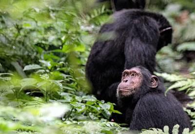 Kibale National Park