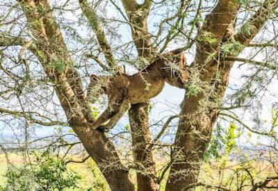 Queen Elizabeth National Park