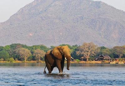 Amazing wildlife sightings at Chiawa