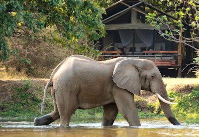 Elephants in the spectacular Zambezi River