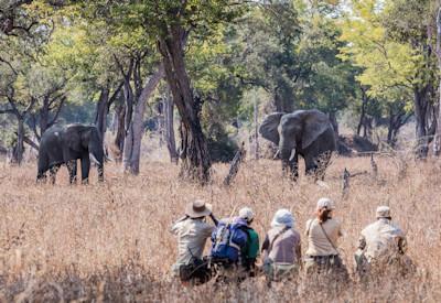 Part of the chikoko trails camps