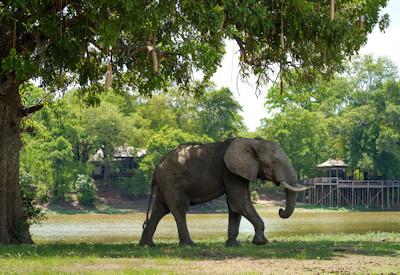 The wildlife viewable from the bushcamp is unforgettable