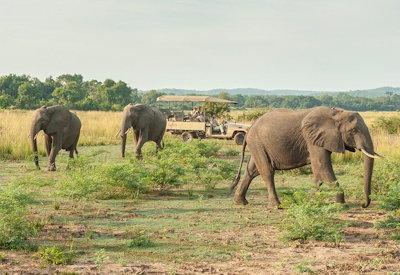 South Luangwa game drive and walking safari