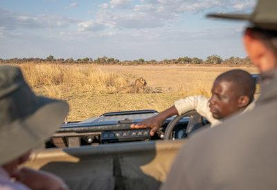 Game drives looking for the resident pride of lions