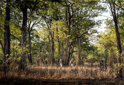 Both game dives and walking safaris on offer