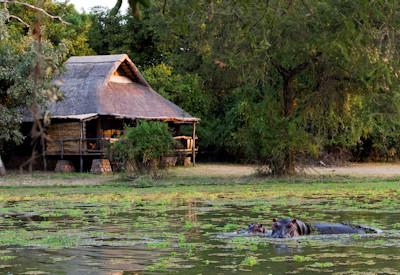 Incredible wildlife sightings from Mfuwe