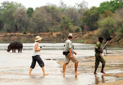 Walking safaris along existing animal trails