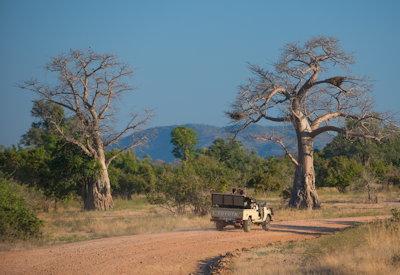 Luangwa Bush Camp game drives