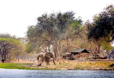 Exceptional wildlife sightings at Mondoro Bush Camp