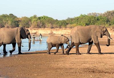 South Luangwa elephant safaris