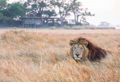 Busanga Plains lion sightings