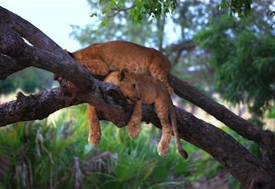 Safari holiday in Zambia's national parks