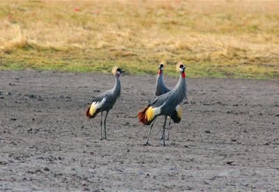 Zambia trips to famed wildlife safari parks