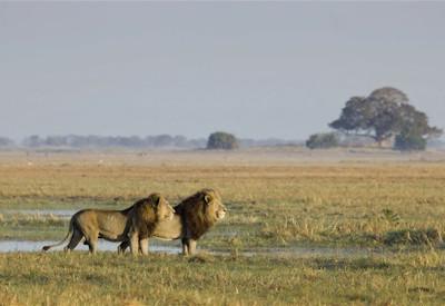 Remote destinations including the vast busanga plains