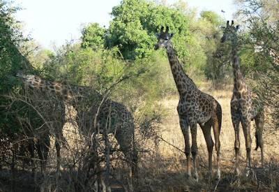 Livingstone (Victoria Falls)