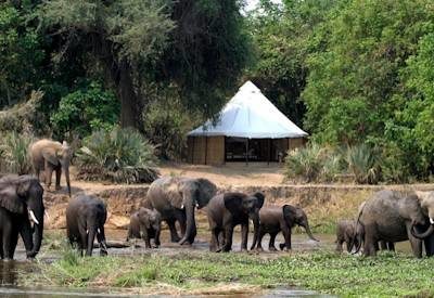 Best of Zambia Safari