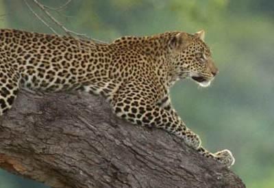 Lower Zambezi National Park