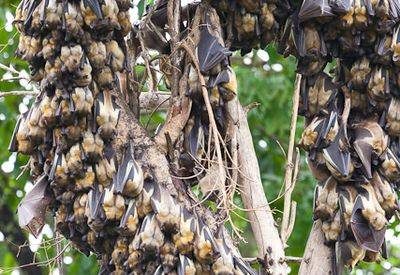 Bat Safari in Zambia's Kasanka National Park