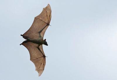 Kasanka Bat Safari