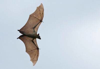 Northern Zambia Bat Safari