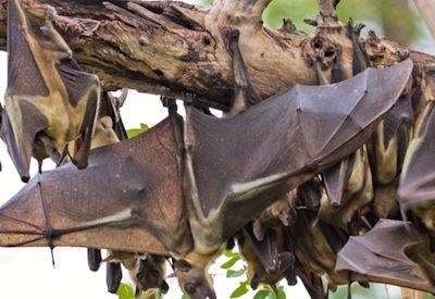 Straw-coloured fruit bats