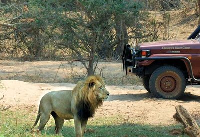 South Luangwa National Park