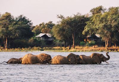 Elephants crossing the Zambezi River