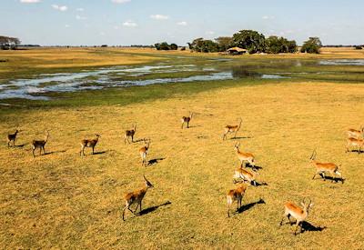 Busanga Plains Camp Remote