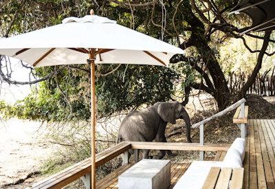 A special guest at Chikwenya arrives