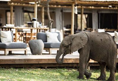 Wildlife in the Mana Pools