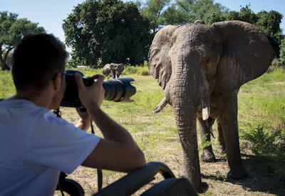 Mana Pools wildlife