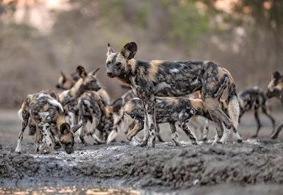 Mana Pools National Park wild dogs