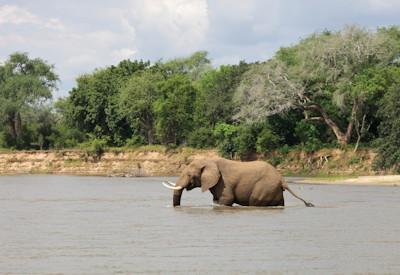 Mana Pools Wildlife sightings