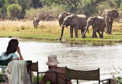 Mana Pools Elephants