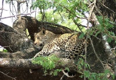 The best of Zimbabwe wildlife