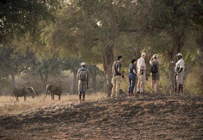 Mana Pools Walking Safari