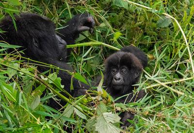 African safari destinations