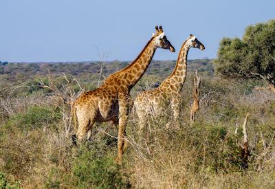 Getting To Madikwe