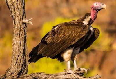 Kruger Bird List