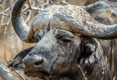 Kruger Mammal List