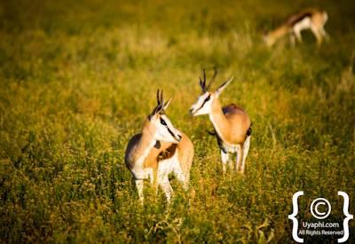 Madikwe Mammal List