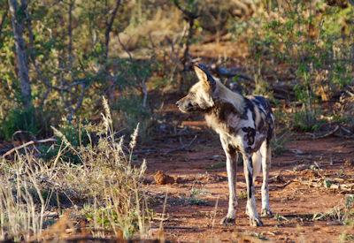 Madikwe Safari Planner
