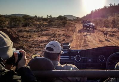 Madikwe Safaris