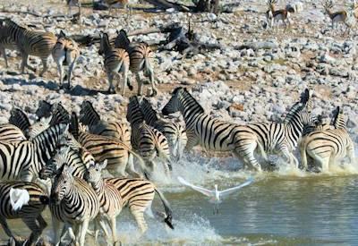Namibia Safari Planner
